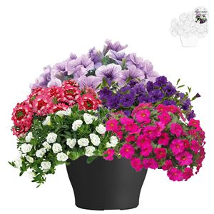 Afbeelding van TP26 Mix 02